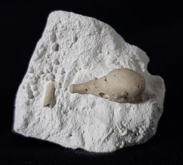 Stachel eines Tylocidaris baltica (SCHL�TER 1892) - Bild &copy; FossNet FossilienStore